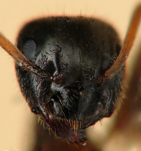 Réf. 123 651 : Lasius platythorax