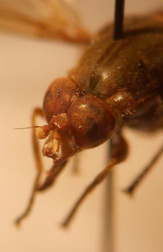 Brachyopa dorsata