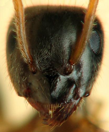 Réf. 123 652 : Lasius platythorax