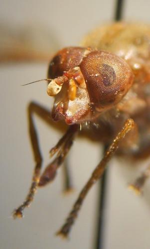 Brachyopa dorsata