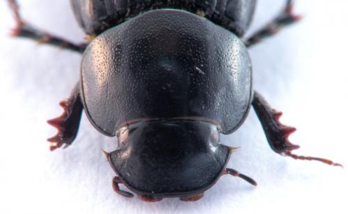 Acrossus luridus