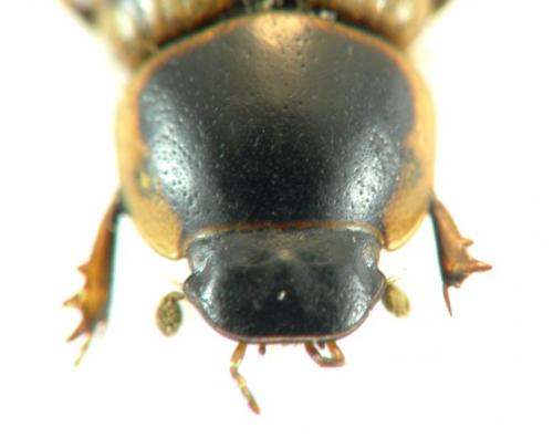 Réf. 123 199 : Melinopterus sp.
