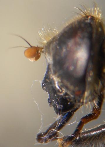 Cheilosia subpictipennis