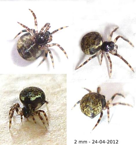 Dipoena melanogaster