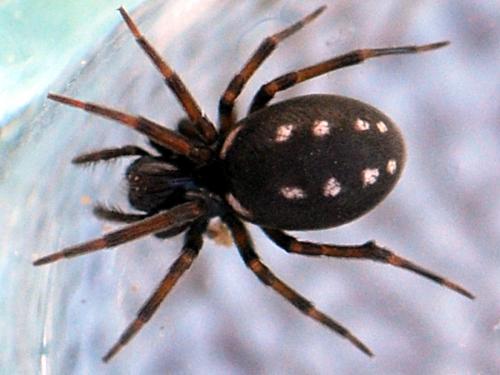 Nurscia albomaculata