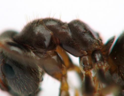 Réf. 123 647 : Lasius platythorax