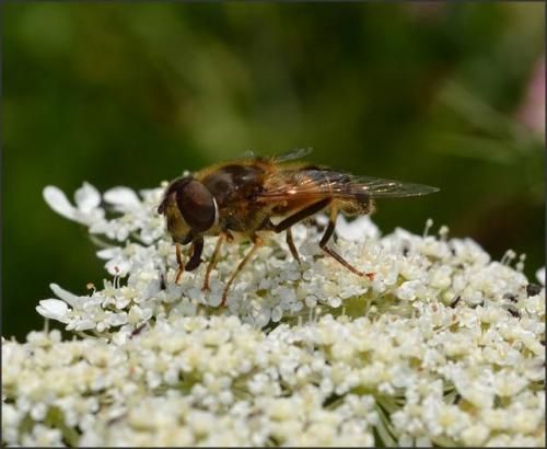Eristalis pertinax