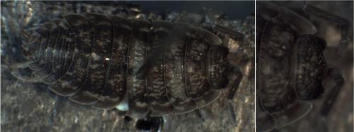 Porcellio scaber