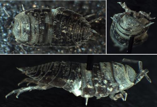 Porcellio scaber