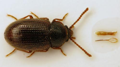 Esarcus abeillei