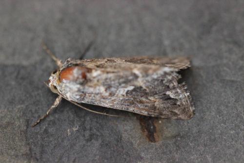 Trichoplusia ni