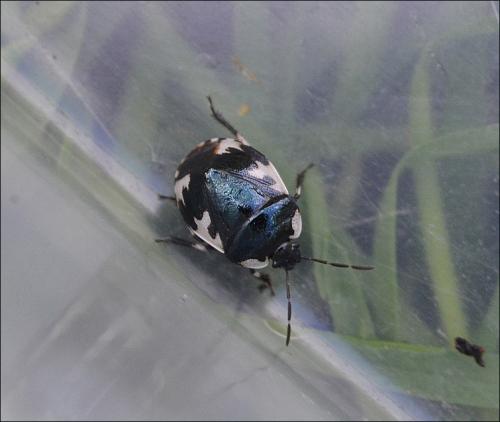 Réf. 123 509 : Tritomegas rotundipennis