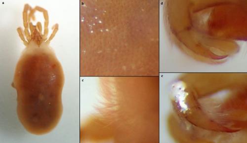 Allothrombium sp.