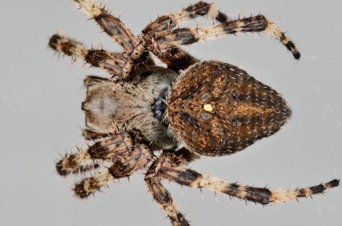 Araneus angulatus