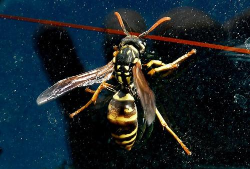 Polistes sp.