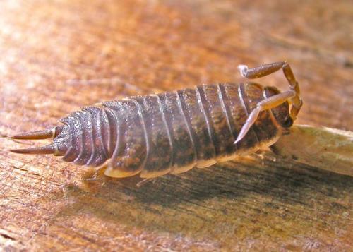 Porcellio dispar