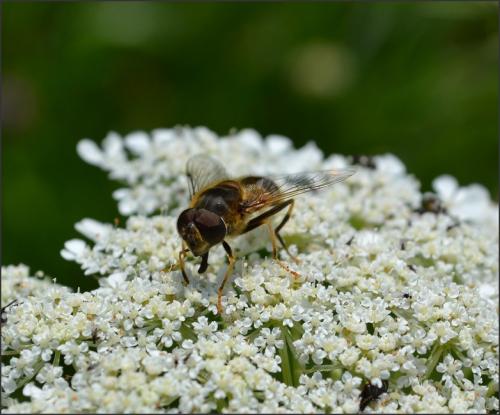 Eristalis pertinax