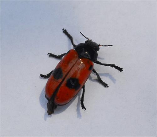 Réf. 123 408 : Clytra laeviuscula