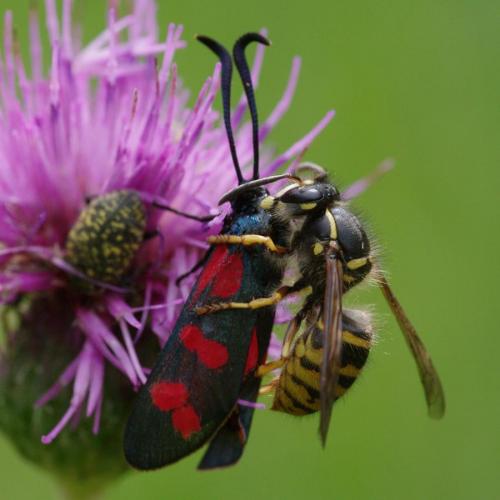 Zygaena filipendulae