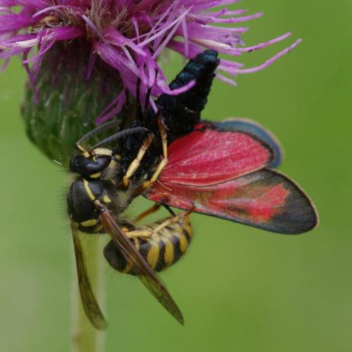 Zygaena filipendulae