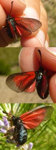 Zygaena sp.