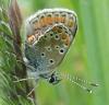 123053 – Photo : Amaury de la Pinsonnais – France (44)