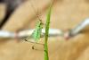 123789 – Photo : Nicolas Alric – France (12)