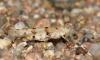 123746 – Photo : Vincent Derreumaux – France (20)