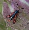 123402 – Photo : Brigitte Ulmer – France (47)