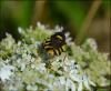 123106 – Photo : Andgelo Mombert – France (25)