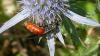 Sphecodes sp.