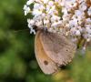 123001 – Photo : Amaury de la Pinsonnais – France (44)
