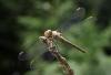 123004 – Photo : Amaury de la Pinsonnais – France (44)