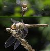 123005 – Photo : Amaury de la Pinsonnais – France (44)