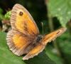 123055 – Photo : Amaury de la Pinsonnais – France (44)