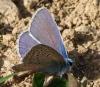 123078 – Photo : Amaury de la Pinsonnais – France (44)