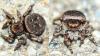 123081 – Photo : roy – France (74)