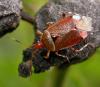 123937 – Photo : Arthropa - Benoit Martha – France (21)