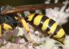 123773 – Photo : Arthropa - Benoit Martha – France (64)