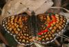 123918 – Photo : Arthropa - Benoit Martha – France (07)