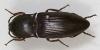 123189 – Photo : Arthropa - Benoit Martha – Burkina Faso