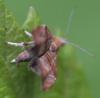 Choreutis nemorana