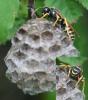 123752 – Photo : Arthropa - Benoit Martha – France (18)
