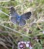 123083 – Photo : Arnaud Jean-Pierre – France (66)
