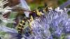 123575 – Photo : Jean DEXHEIMER – France (40)