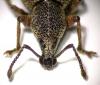 123924 – Photo : Arthropa - Benoit Martha – France (29)