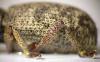 123925 – Photo : Arthropa - Benoit Martha – France (29)