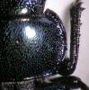 123912 – Photo : Arthropa - Benoit Martha – France (67)