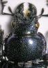 123911 – Photo : Arthropa - Benoit Martha – France (67)