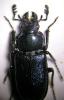 123910 – Photo : Arthropa - Benoit Martha – France (67)